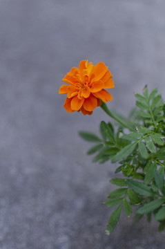 唯美萬壽菊特寫