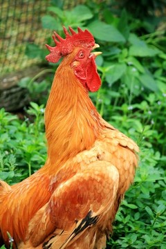 公雞叫鳴