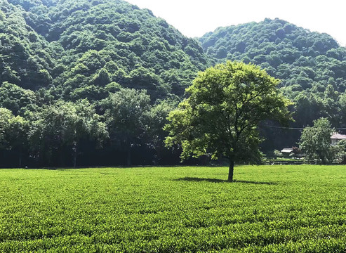 茶園