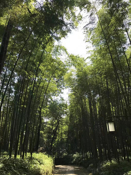 竹林