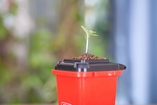 垃圾桶蓋子上長出一顆嫩芽