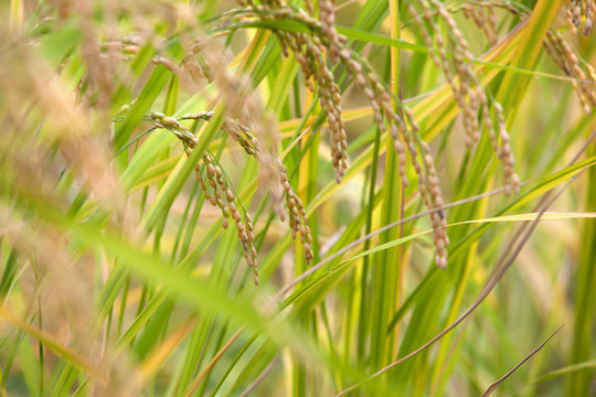 重要主食之一的稻米種植在田間