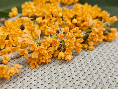 一枝桂花素材