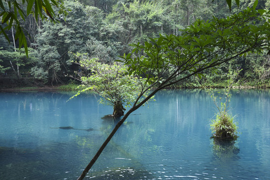 碧水叢林