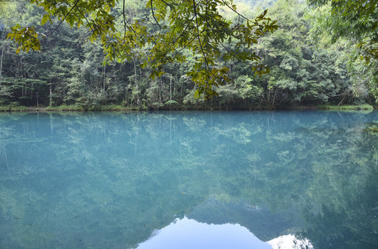 碧水叢林