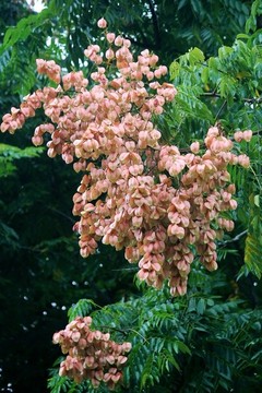 欒樹(shù)開(kāi)花