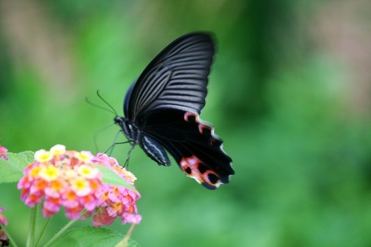 蝶戀花