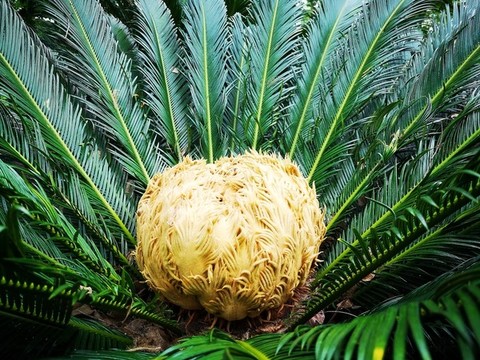 鐵樹開花