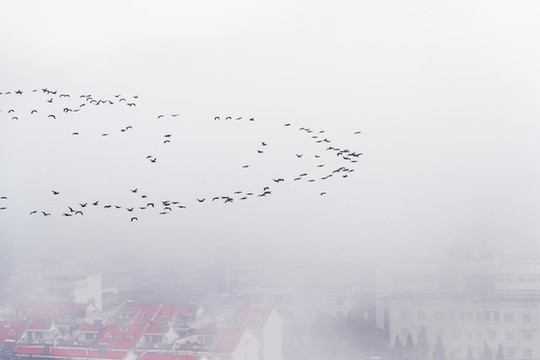 霧中的城市飛來(lái)一群鳥(niǎo)
