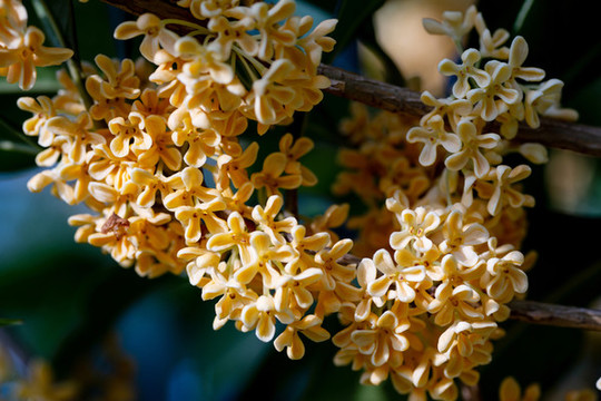桂花