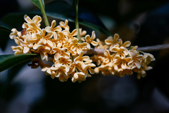 桂花