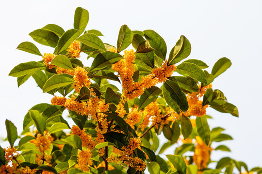 桂花