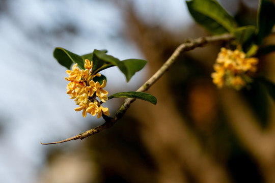 桂花