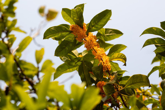 桂花