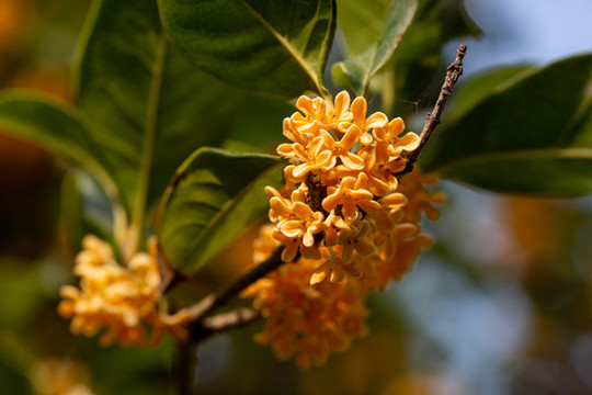 桂花