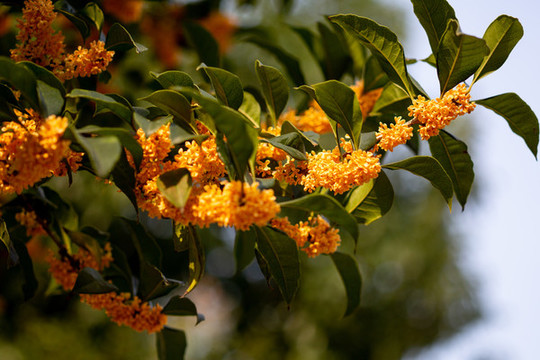 桂花