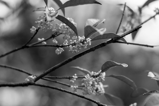 桂花