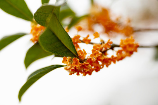 桂花