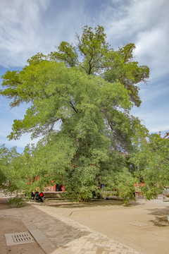 武威雷臺(tái)古樹(shù)
