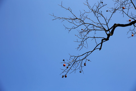 藍(lán)天枯樹(shù)枝