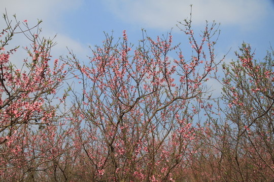 桃花