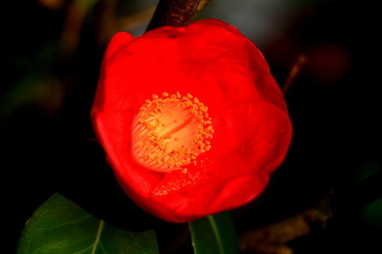 茶花