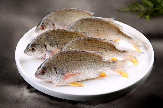 黃腳立魚