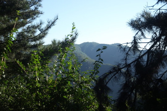 樹(shù)林