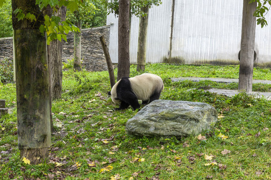 四川臥龍大熊貓保護(hù)區(qū)國(guó)家公園