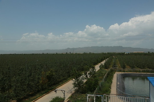 蘋果園