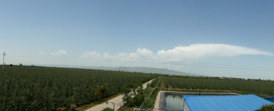 蘋(píng)果園