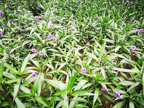 藍花草