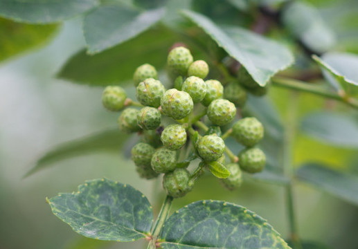 蕓香科植物花椒的果實(shí)