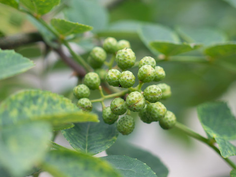 蕓香科植物花椒的果實