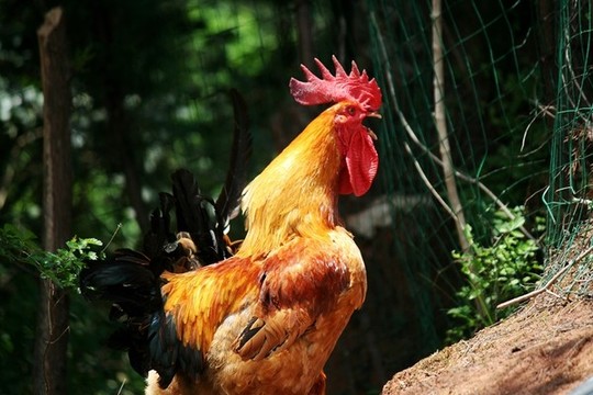 公雞叫鳴