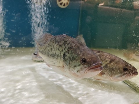 桂魚