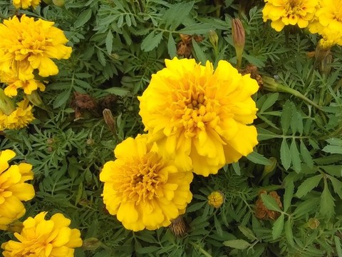 長(zhǎng)壽菊