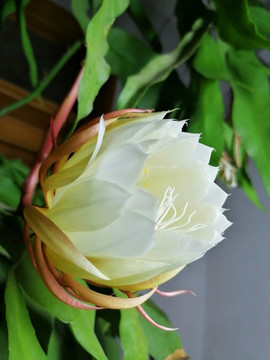 曇花