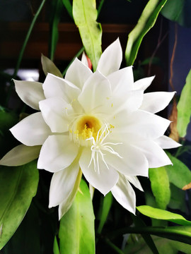 曇花