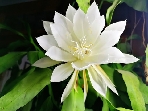 曇花