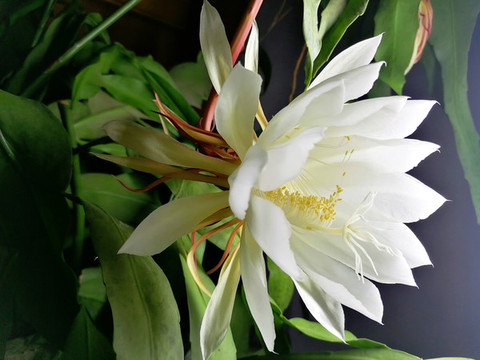 曇花