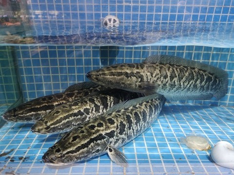財魚