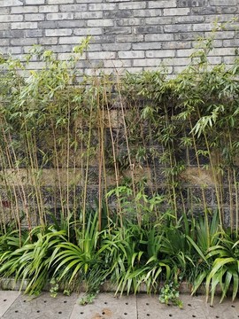 景觀竹
