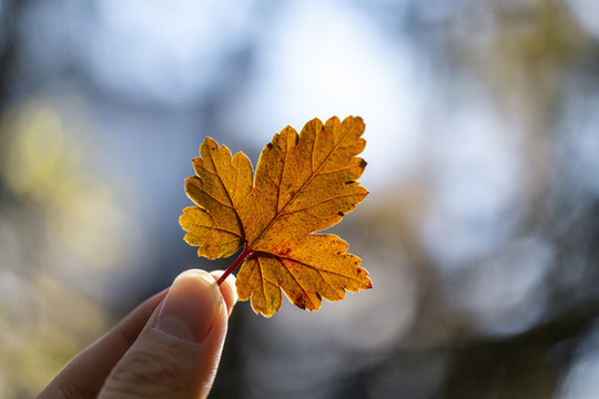 秋季黃葉紅葉植物特寫