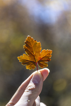 秋天森林中的紅葉
