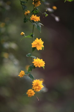 棣棠花