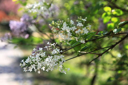 丁香花
