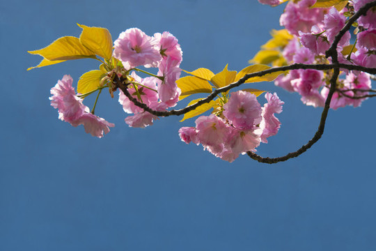 櫻花