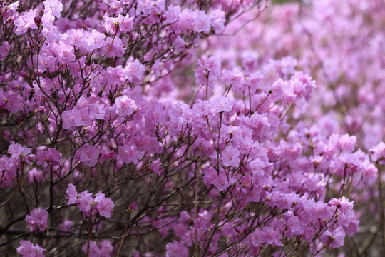 杜鵑花