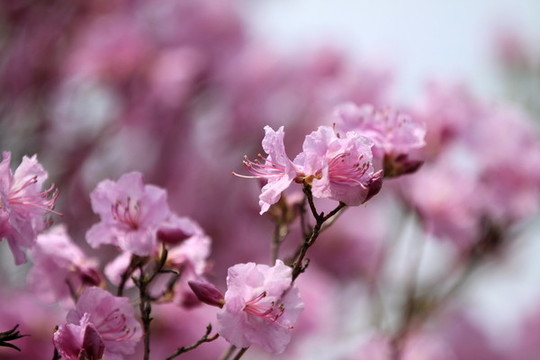 杜鵑花